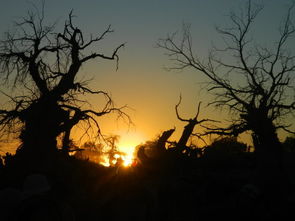 钢筋铁骨胡杨林，五江涵养林炎章——读蔡照波《江之念》艺评有感