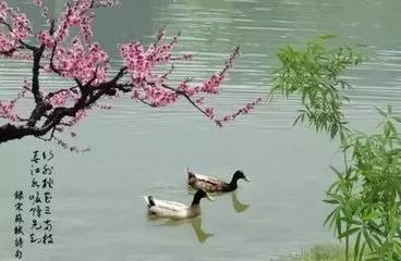 江之念 《惠崇春江晓景》中的流水与诗心